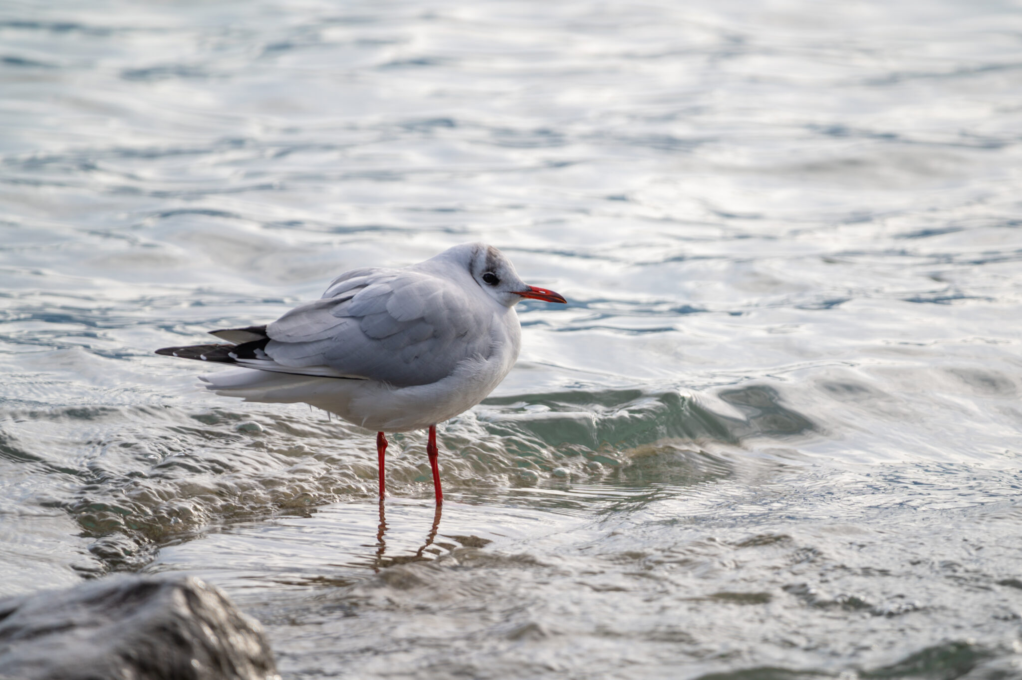 Möwe in Thun